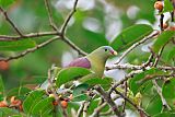 Thick-billed Green-Pigeon